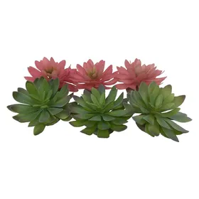 Comparer les prix de 6x EBI Terra Della Echeveria 2, Aménagement pour terrarium