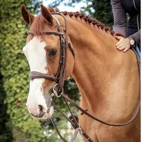 Comparer les prix de Enrênement élastique pour cheval Jump'In Patrick