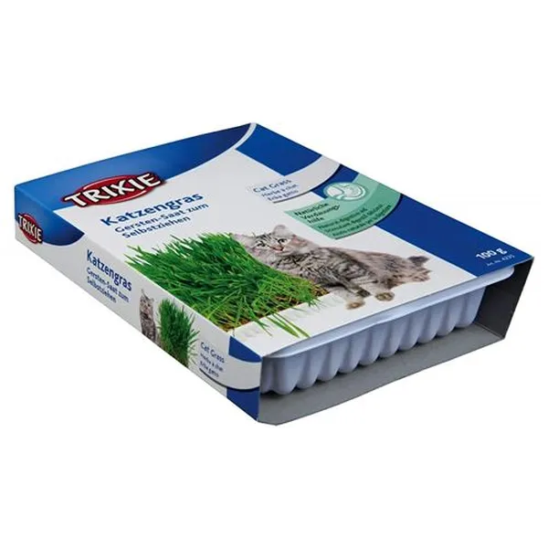 Herbe à chat – photo 3