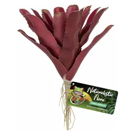 Meilleurs prix pour Zoo Med Fireball Bromeliad BU-60, Aménagement pour terrarium