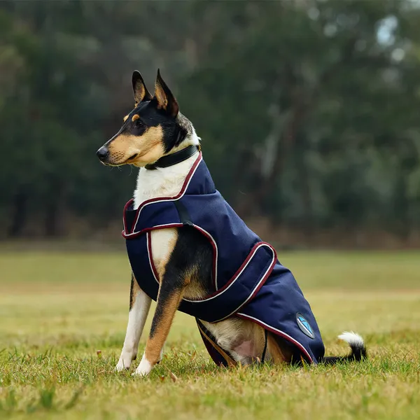 Manteau pour chien Weatherbeeta Comfitec Premier Deluxe - Bleu - 80 cm – photo 4