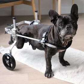 Comparer les prix de Chariot pour chien handicapé pattes arrières Zolia Orthopedic