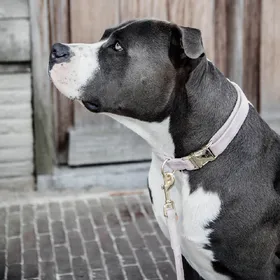 Meilleurs prix pour Kentucky Dogwear Collier pour chien "Velvet" - Violet
