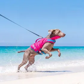 Meilleurs prix pour Gilet de sauvetage pour chien/chat d'été EPE Gilet flottant Portable Super Grand Flottabilité Maillot de bain Vêtements pour chien de petite et moyenne taille (as the picture,S--2.5-5kg) white