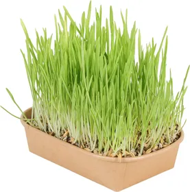Meilleurs prix pour Kit herbe à chat dépurative - 2 x 190g