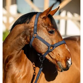 Meilleurs prix pour Ensemble licol et longe pour cheval Horseware Amigo