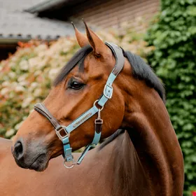 Meilleurs prix pour Licol de compétition Horseware Signature - Taille Warmblut