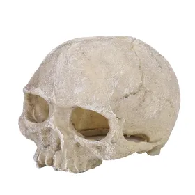 Meilleurs prix pour Statue de crâne en résine pour lézard, serpent, araignée, scorpion, grotte, aquarium, paysage beige