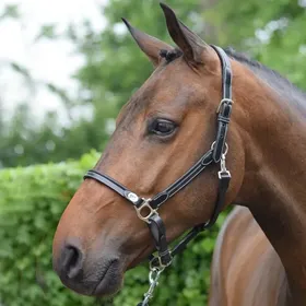 Comparer les prix de Licol pour cheval Jump'In Week