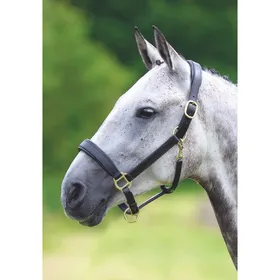Meilleurs prix pour Licol pour cheval en cuir Velociti Gara Travel