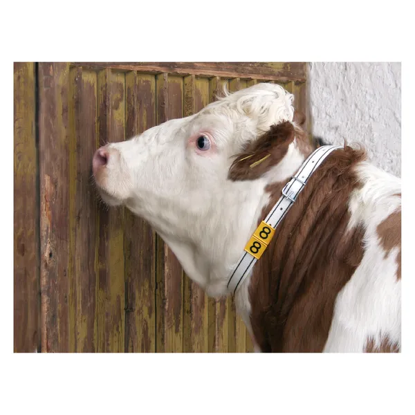 Kerbl Collier de marquage du cou avec boucle  rouleau - (90, Chien), Collier + laisse – photo 2
