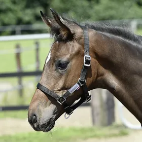 Meilleurs prix pour Busse Licol FOHLEN - noir