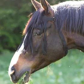 Comparer les prix de Waldhausen Franges anti-mouches avec têtière - Taille Extra Warmblut - Noir