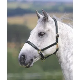 Comparer les prix de Licol en cuir pour cheval Velociti Gara Ragley