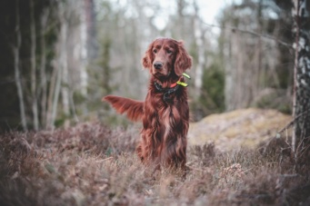 Anti-puce chien : solutions naturelles vs traitements classiques