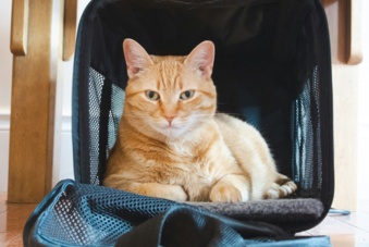 Transport chat en voiture : cage, sac ou harnais ? Le guide complet