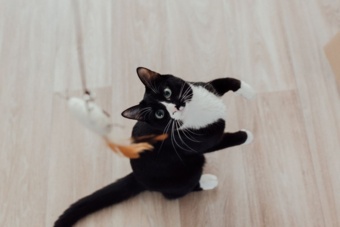 Quel jouet interactif choisir pour stimuler son chat ?