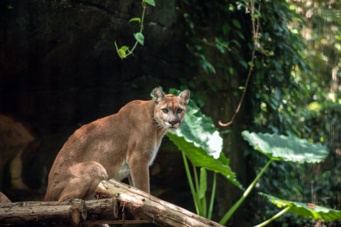 Animal commençant par P : la liste complète de plus de 150 animaux