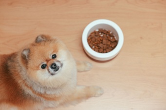 Gamelle anti-glouton chien : est-ce vraiment efficace ?