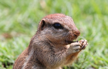 Animal commençant par S : la liste complète de plus de 150 animaux