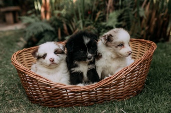 Panier chien : comment choisir le bon couchage selon sa taille et ses besoins