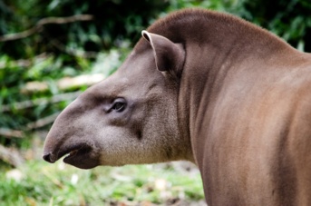 Animal commençant par T : la liste complète de 150+ espèces