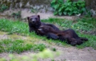 Animal commençant par C : la liste complète de plus de 120 animaux