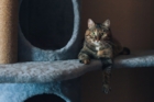 Arbre à chat : comment choisir le bon modèle selon ton espace et ton chat