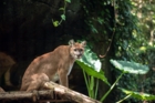 Animal commençant par P : la liste complète de plus de 150 animaux
