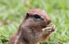 Animal commençant par S : la liste complète de plus de 150 animaux