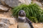 Animal commençant par M : la liste complète de plus de 130 animaux