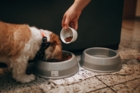Chien senior : le guide pour adapter son alimentation à son âge