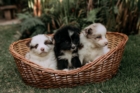 Panier chien : comment choisir le bon couchage selon sa taille et ses besoins