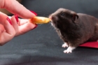 Comment bien nourrir son hamster ? Le guide complet