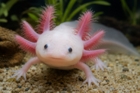 Axolotl : tout savoir avant d'adopter cet animal fascinant