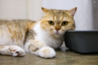 Meilleure litière pour chat en 2025 : comparatif et guide d'achat