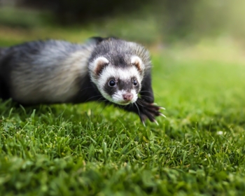 Article du blog Zoo Mania : Adopter un furet : tout ce qu’il faut savoir