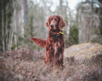 Article du blog Zoo Mania : Anti-puce chien : solutions naturelles vs traitements classiques