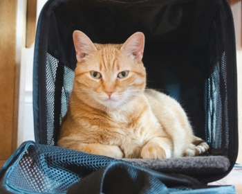 Article du blog Zoo Mania : Transport chat en voiture : cage, sac ou harnais ? Le guide complet