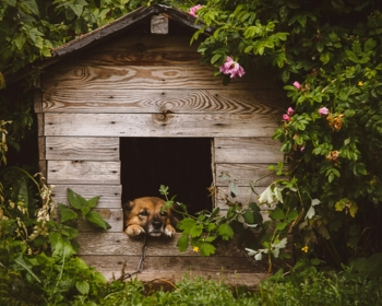 Article du blog Zoo Mania : Niche chien extérieur : comment choisir la bonne taille et le bon matériau