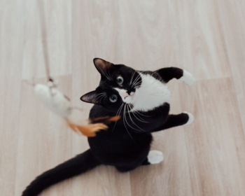 Article du blog Zoo Mania : Quel jouet interactif choisir pour stimuler son chat ?