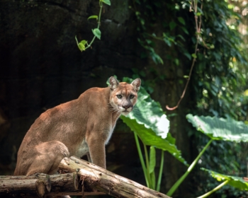 Article du blog Zoo Mania : Animal commençant par P : la liste complète de plus de 150 animaux