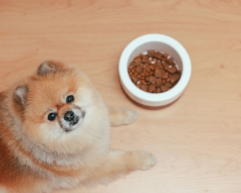 Article du blog Zoo Mania : Gamelle anti-glouton chien : est-ce vraiment efficace ?