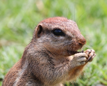 Article du blog Zoo Mania : Animal commençant par S : la liste complète de plus de 150 animaux