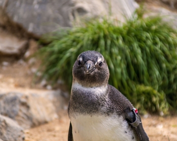 Article du blog Zoo Mania : Animal commençant par M : la liste complète de plus de 130 animaux
