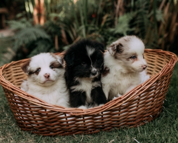 Article du blog Zoo Mania : Panier chien : comment choisir le bon couchage selon sa taille et ses besoins