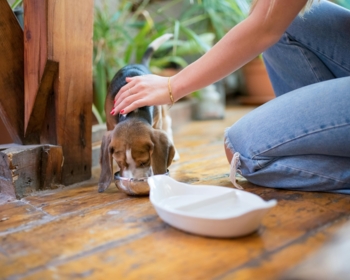 Article du blog Zoo Mania : Croquettes chiot : comment choisir la bonne alimentation dès le départ