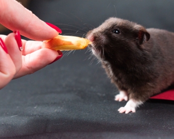 Article du blog Zoo Mania : Comment bien nourrir son hamster ? Le guide complet