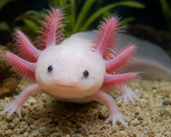 Article du blog Zoo Mania : Axolotl : tout savoir avant d'adopter cet animal fascinant