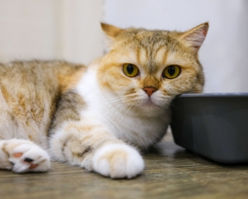 Article du blog Zoo Mania : Meilleure litière pour chat en 2025 : comparatif et guide d'achat